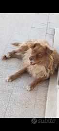 Cane smarrito