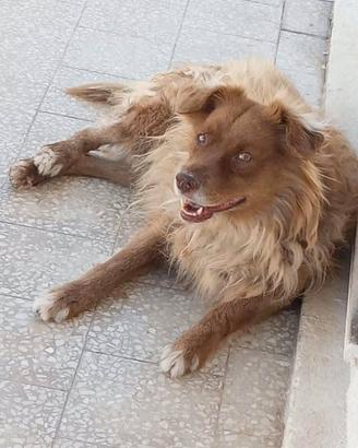 Cane smarrito