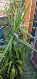 Yucca “Tronchetto della felicità”