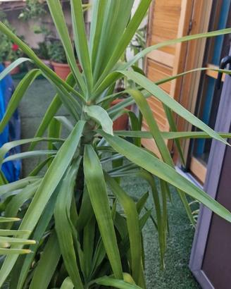 Yucca “Tronchetto della felicità”