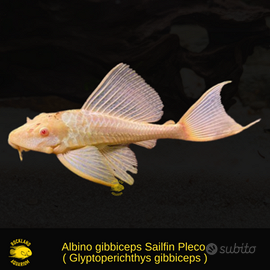 Pleco albino