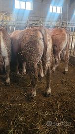 Vitelli da Ristallo Limousine