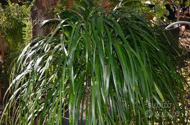 Ophiopogon jaburan pianta ornamentale sempreverde