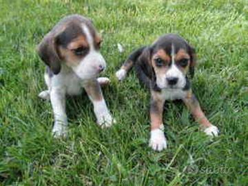 Beagle Cuccioli stupendi