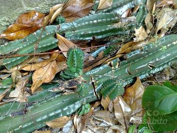 Piante cactus