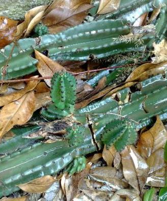 Piante cactus