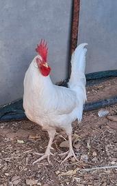 Gallo Livornese Bianco