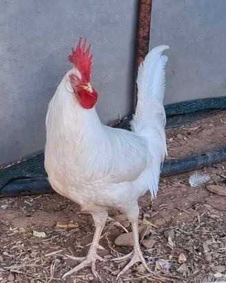 Gallo Livornese Bianco