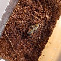 Scolopendra cingulata "provence"