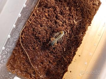 Scolopendra cingulata "provence"