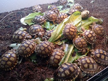 Tartarughe di terra geochelone sulcata con documen