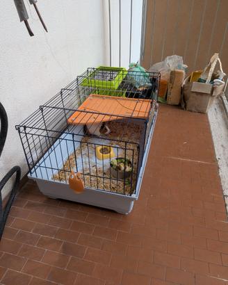 Vendita cavia+gabbia