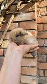 Coniglio nano minilop