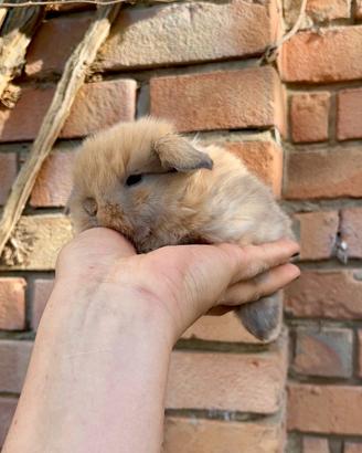 Coniglio nano minilop