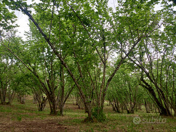 Terreno agricolo