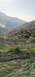 terreno agricolo uliveto 
