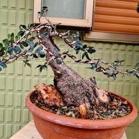 PREBONSAI OLIVASTRO