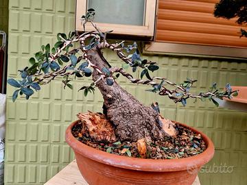 PREBONSAI OLIVASTRO