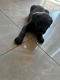 Cane corso