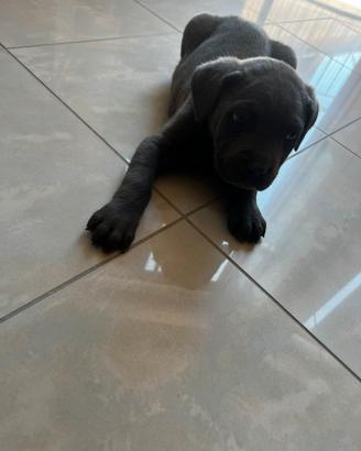 Cane corso