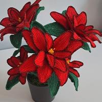 Stella di Natale 🎄 