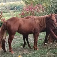 Puledra Quarter 2024