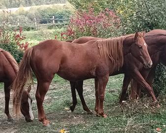 Puledra Quarter 2024