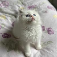 Cuccioli ragdoll