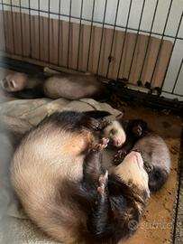 Cuccioli di furetti