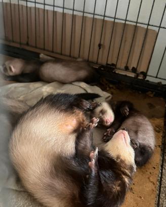 Cuccioli di furetti