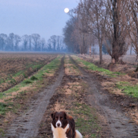 Cagnolina Border Collie Bonnie