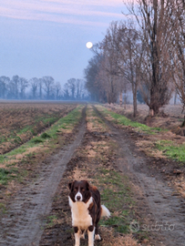 Cagnolina Border Collie Bonnie