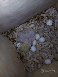 Pappagalli calopside