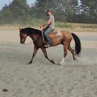 Cavallo da passeggiata Quarter Horse