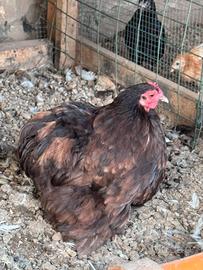 Gallina concincina nana coppia
