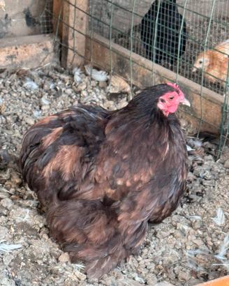 Gallina concincina nana coppia