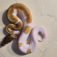 Serpente Pitoni reali paid