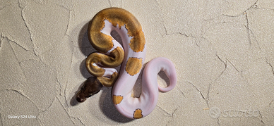 Serpente Pitoni reali paid
