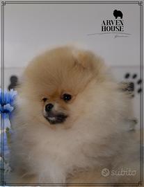 Spitz nano tedesco Pomerania