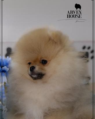 Spitz nano tedesco Pomerania