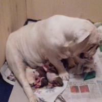 Bulldog inglese cuccioli