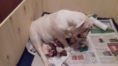 Bulldog inglese cuccioli