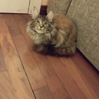 Gattini Maine Coon