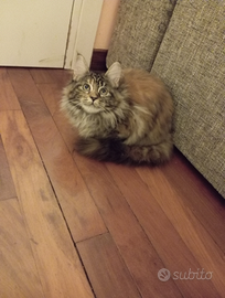 Gattini Maine Coon