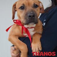 Thanos e batman cuccioli perfetti