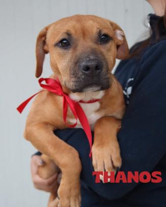 Thanos e batman cuccioli perfetti