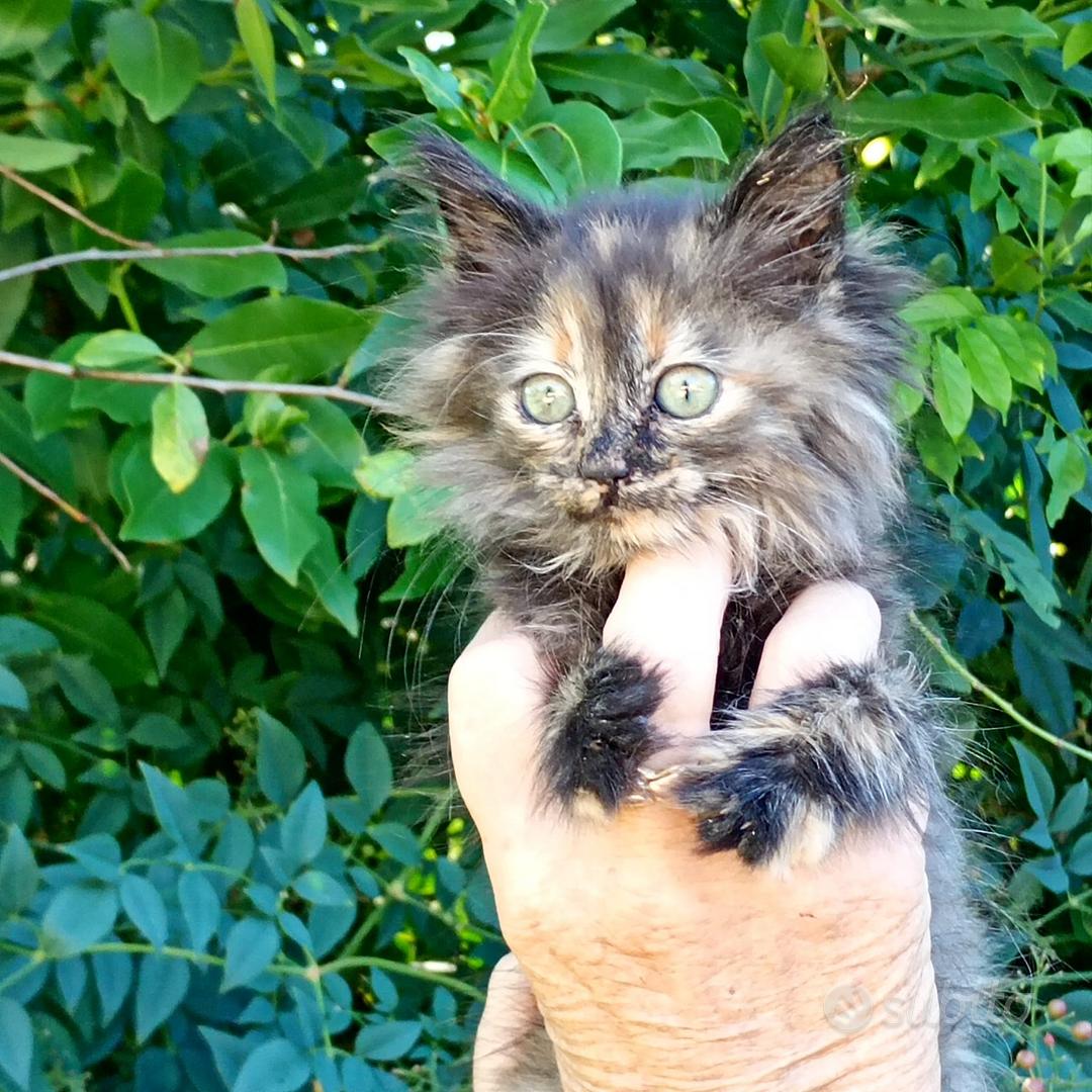 Subito - Novican® - Gattina Persiano x Bengala - Animali In vendita a ...