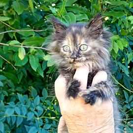 Gattina Persiano x Bengala