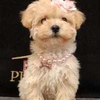Femmina maltipoo