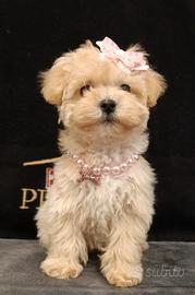 Femmina maltipoo